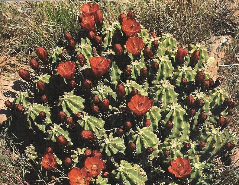 Pink Crown Cactus