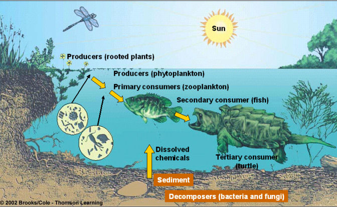 pond ecosystem