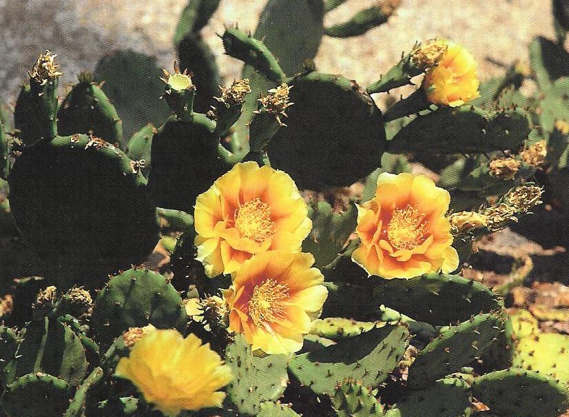 Desertscape Landscaping Of Leton Bloom Time June To July