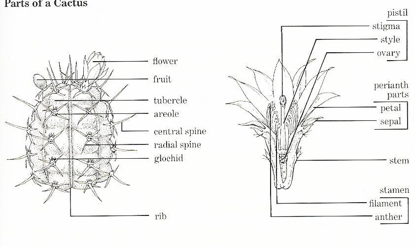 Внешнее строение кактуса сыча